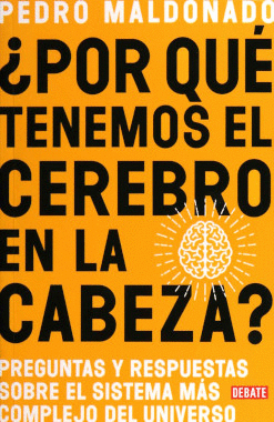 POR QUE TENEMOS EL CEREBRO EN LA CABEZA