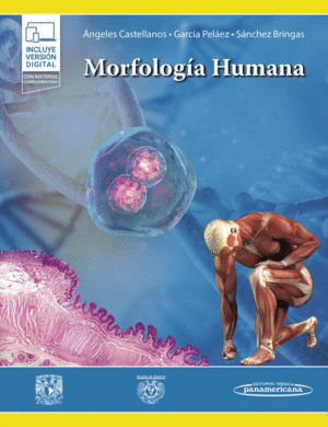MORFOLOGIA HUMANA