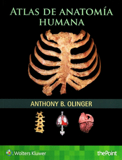 ATLAS DE ANATOMIA HUMANA