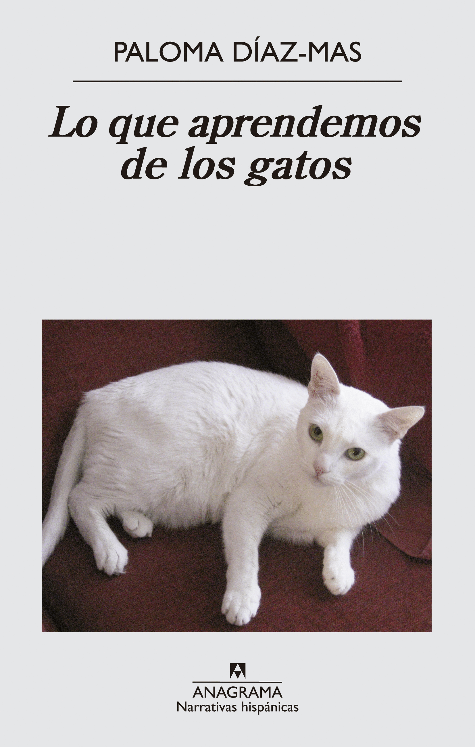 QUE APRENDEMOS DE LOS GATOS